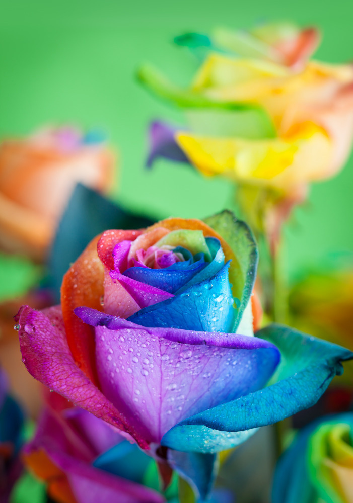 03 — цветы — растения — фрукты