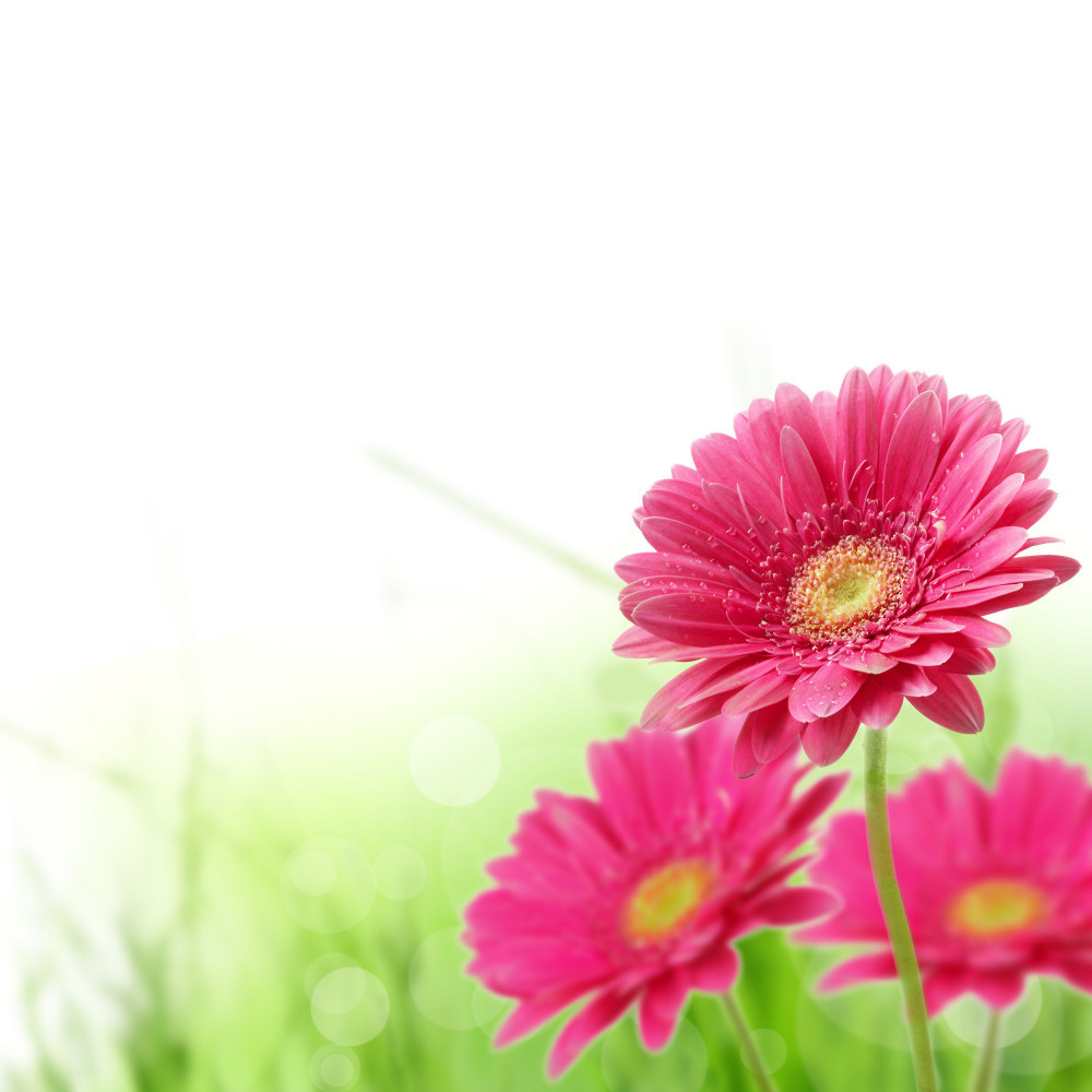 03 — цветы — растения — фрукты