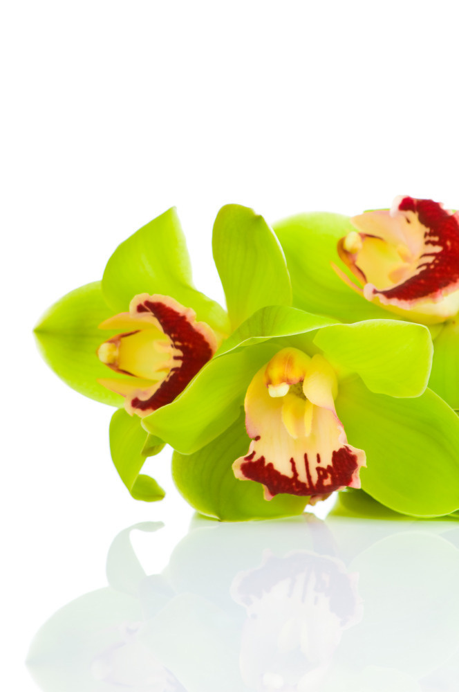 03 — цветы — растения — фрукты