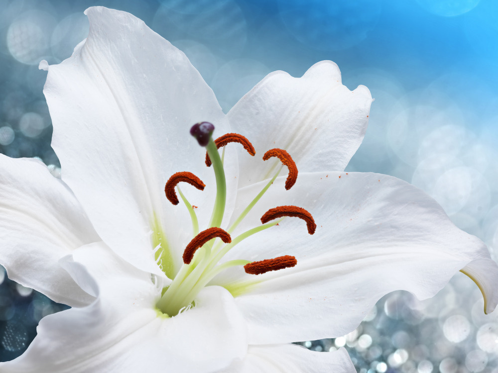 03 — цветы — растения — фрукты