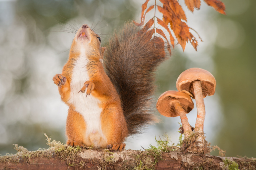 04 — животный и водный мир