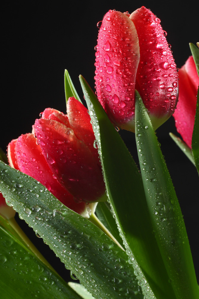 03 — цветы — растения — фрукты