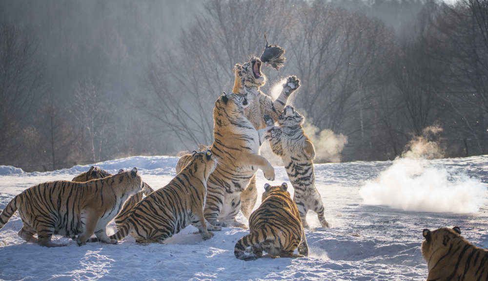 04 — животный и водный мир