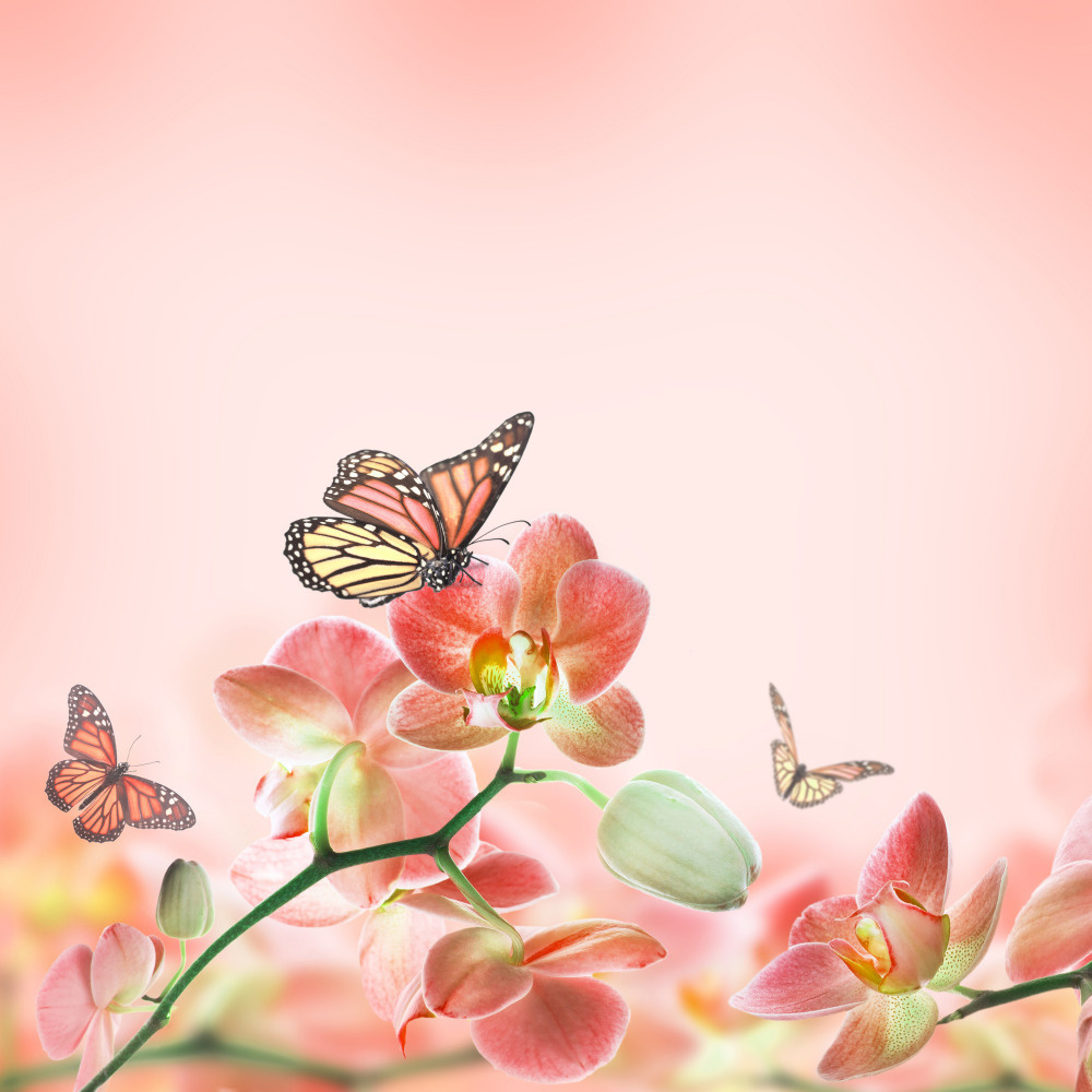 18 — бабочки