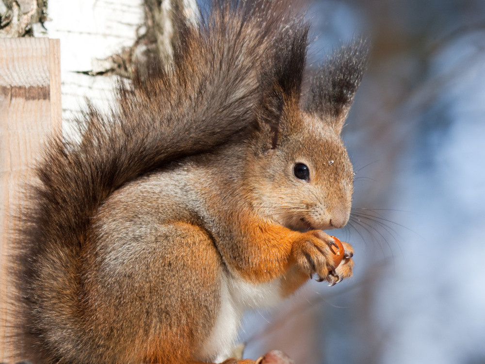 04 — животный и водный мир