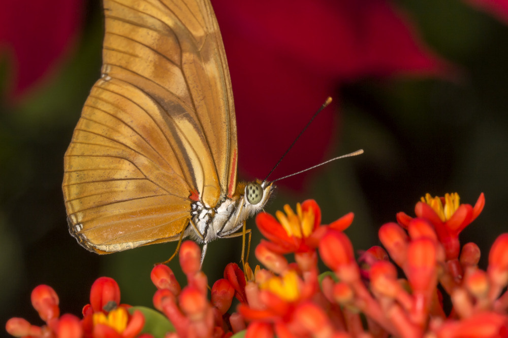 04 — животный и водный мир