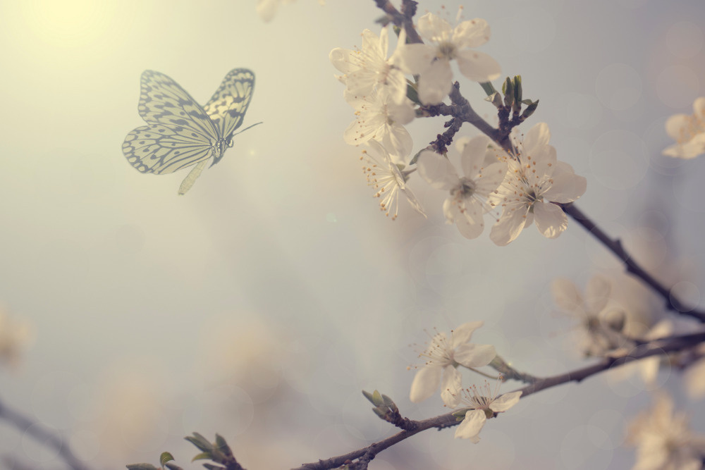 18 — бабочки