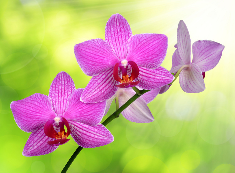 03 — цветы — растения — фрукты