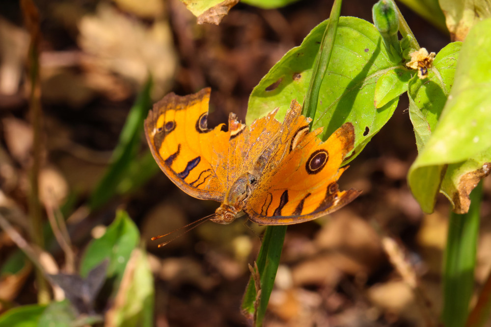 04 — животный и водный мир