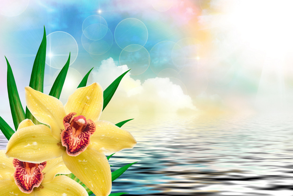 03 — цветы — растения — фрукты