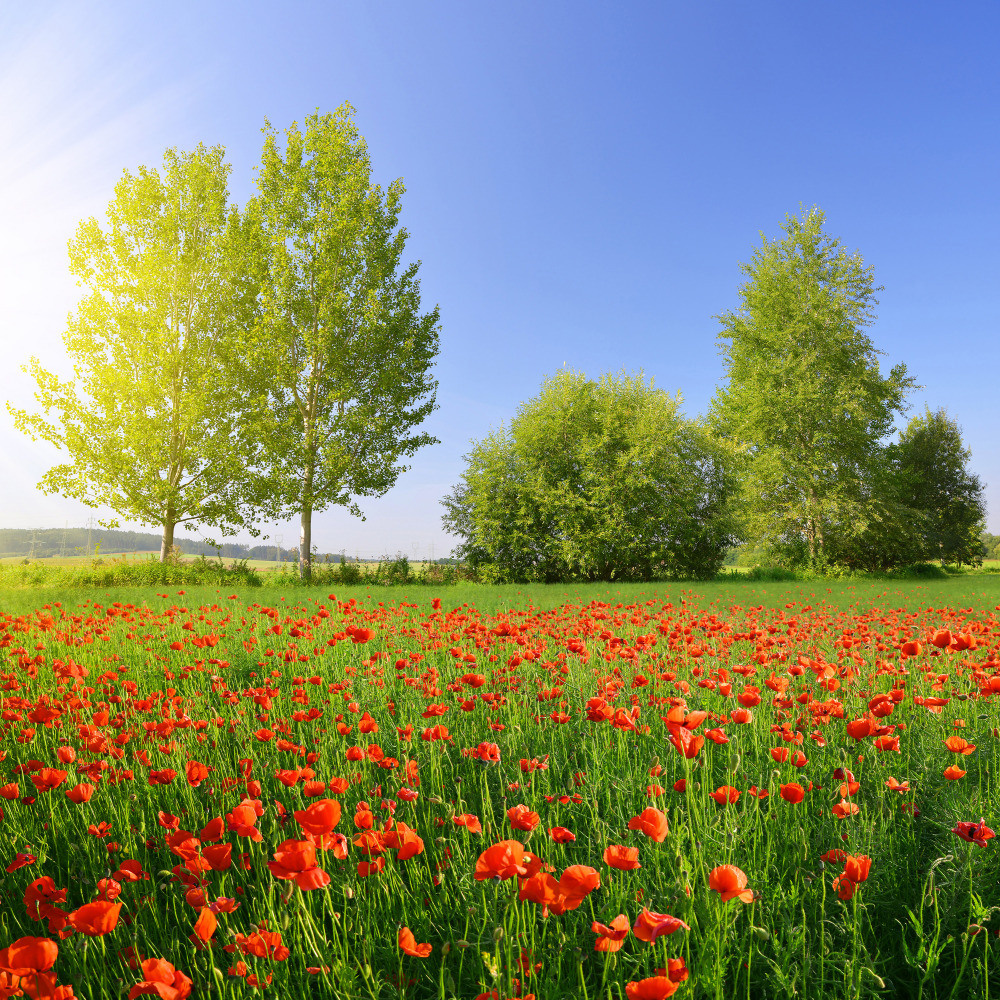 05 - природа и пейзажи