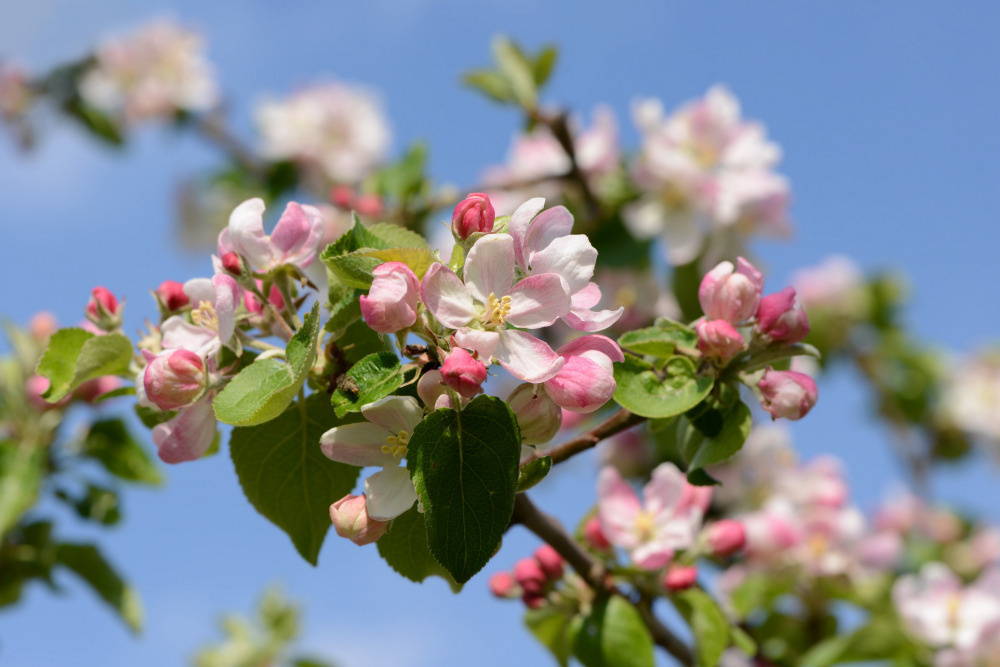 03 — цветы — растения — фрукты