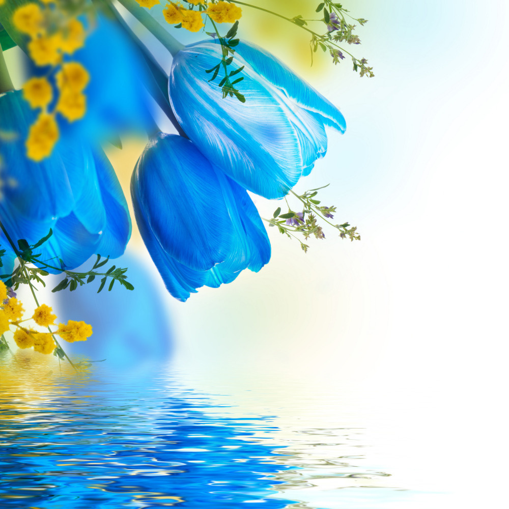 03 — цветы — растения — фрукты