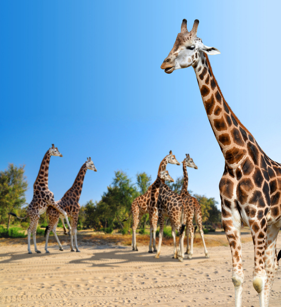 04 — животный и водный мир