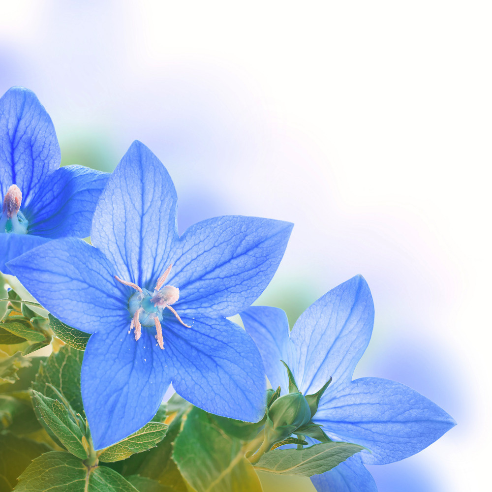 03 — цветы — растения — фрукты