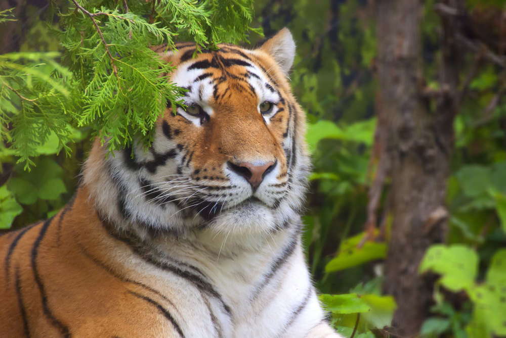 04 — животный и водный мир