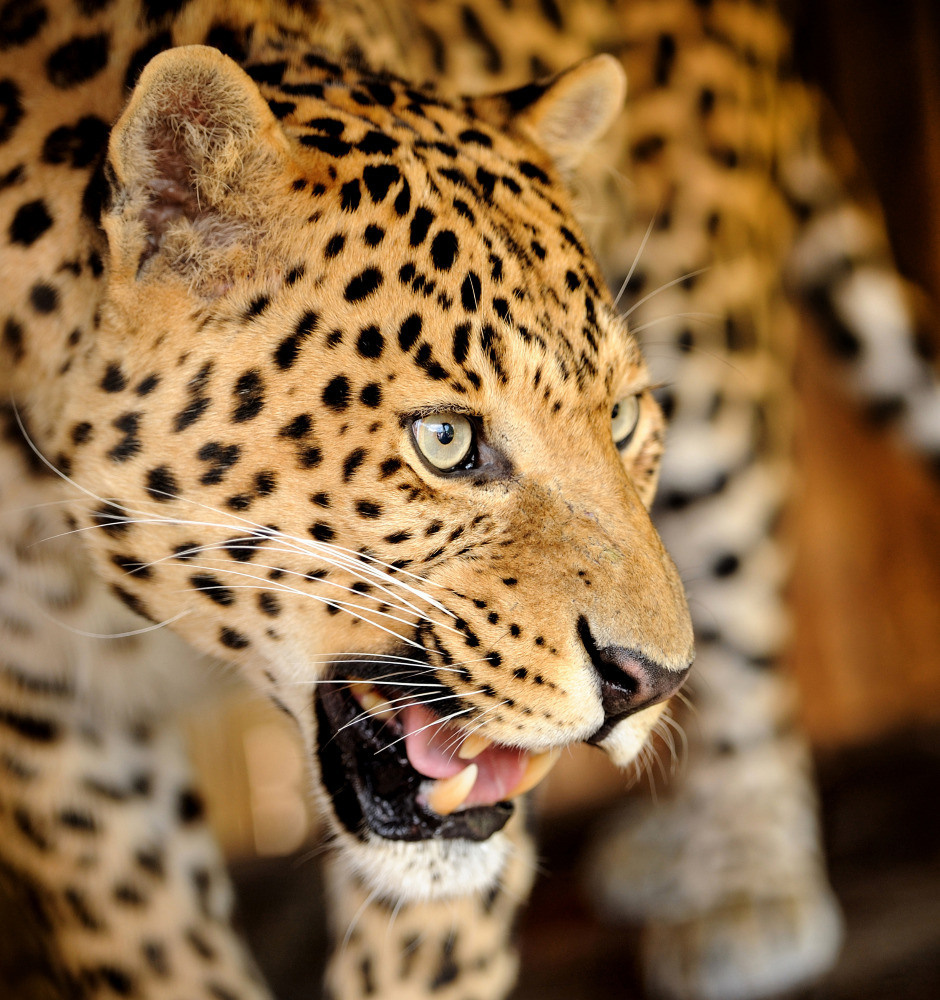 04 — животный и водный мир