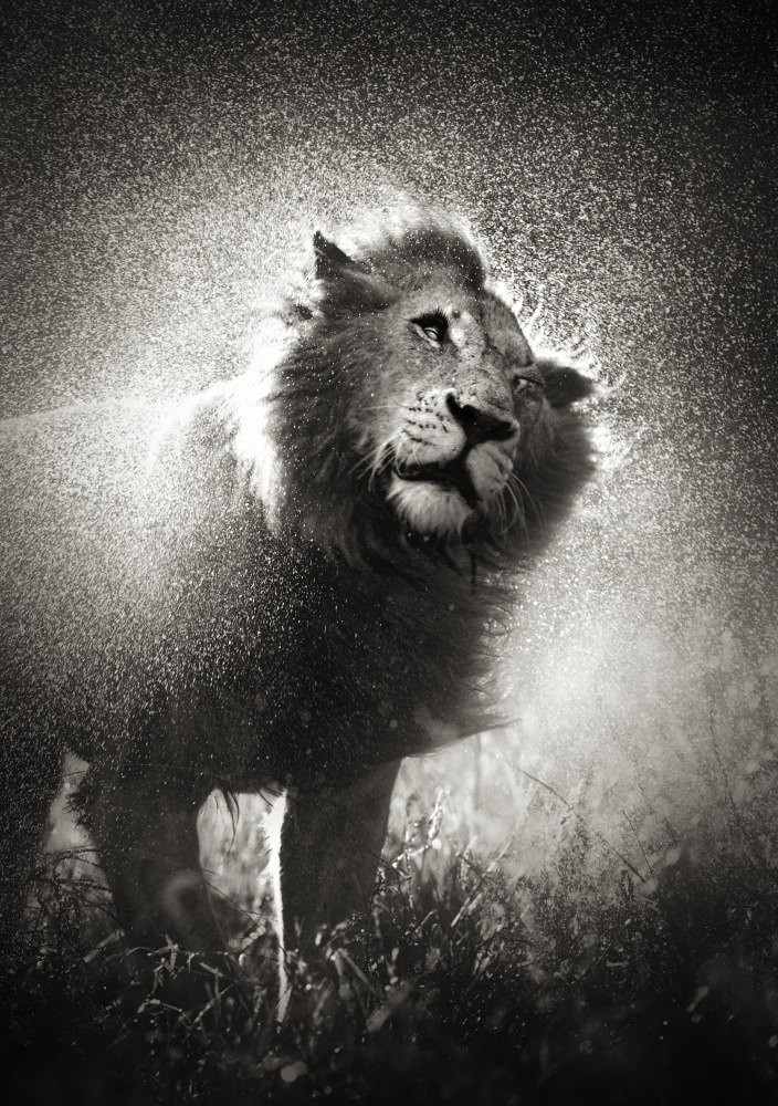 04 — животный и водный мир