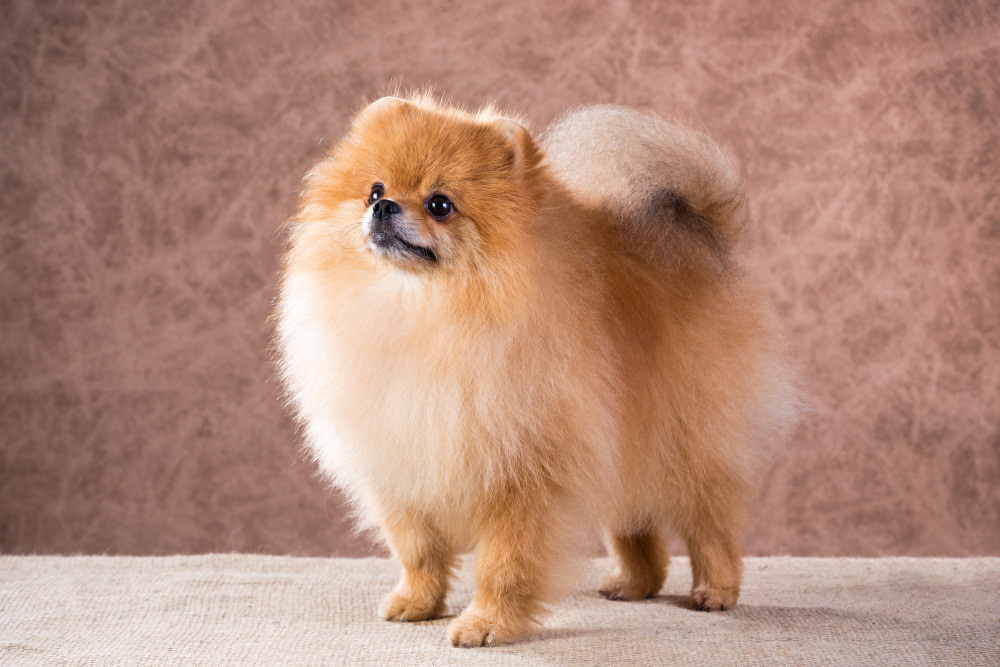 04 — животный и водный мир