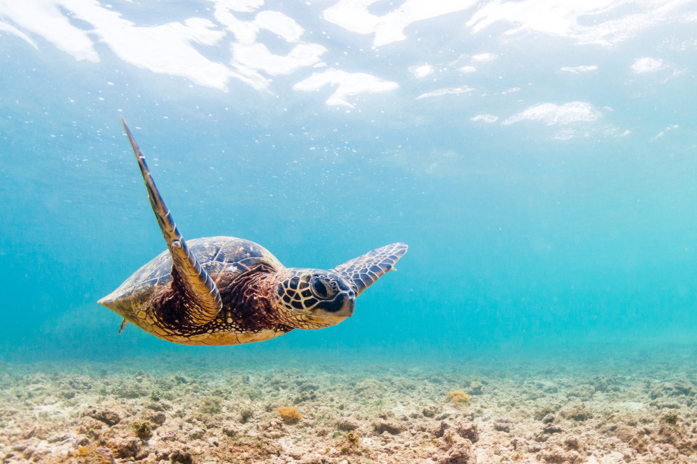 04 — животный и водный мир