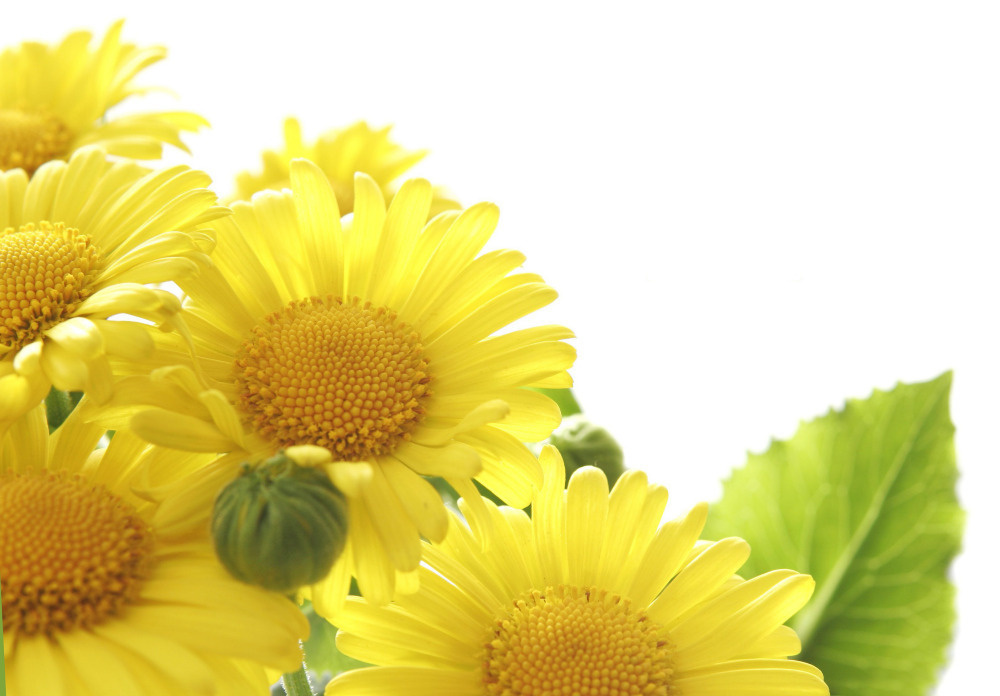 03 — цветы — растения — фрукты