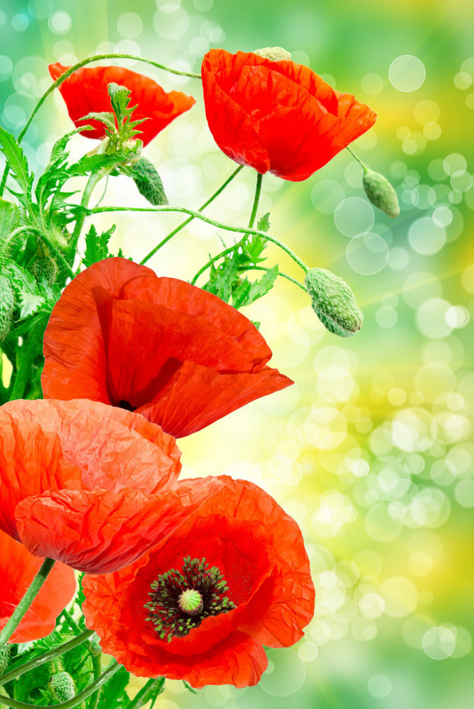 03 — цветы — растения — фрукты