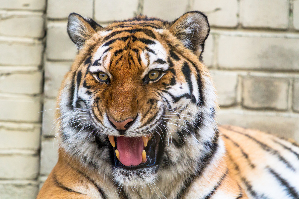 04 — животный и водный мир