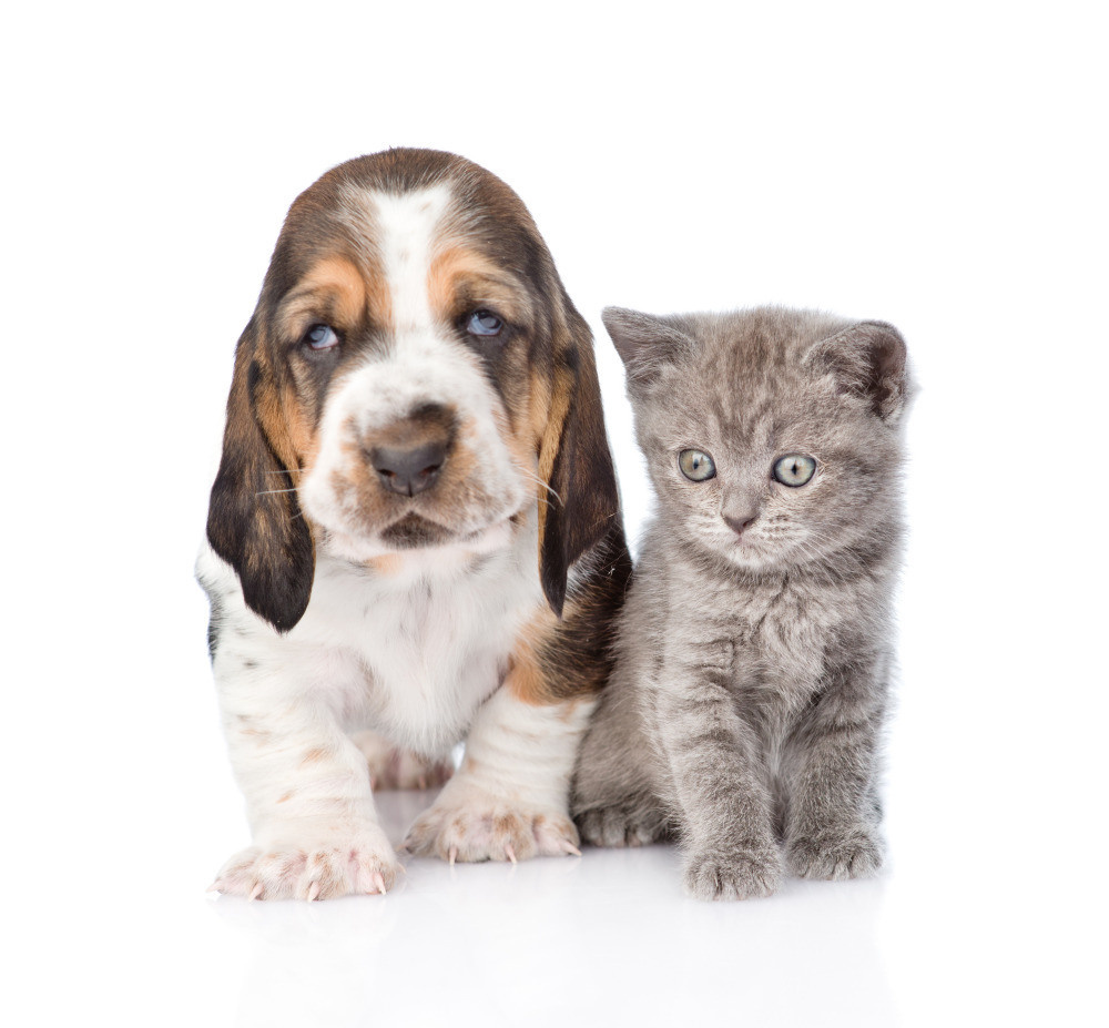 04 — животный и водный мир