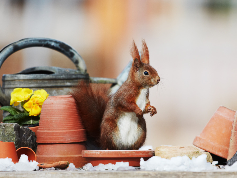 04 — животный и водный мир