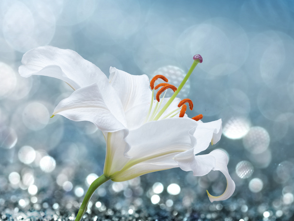 03 — цветы — растения — фрукты