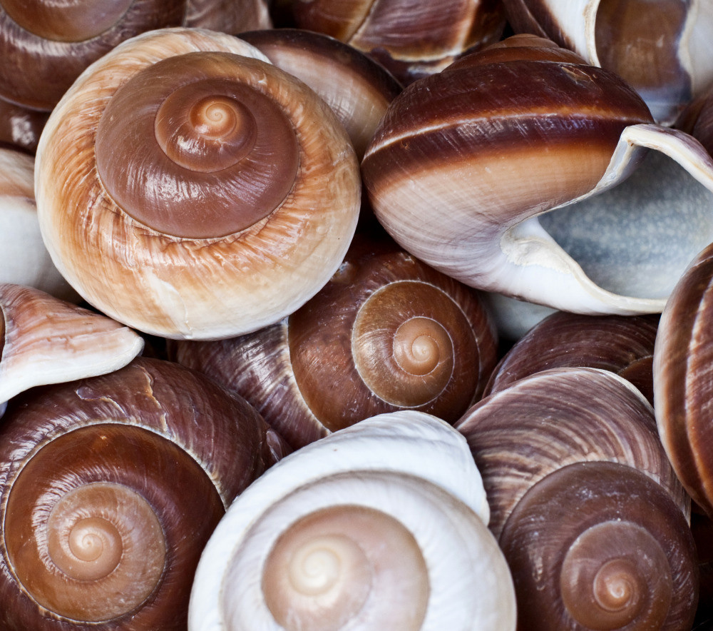 04 — животный и водный мир