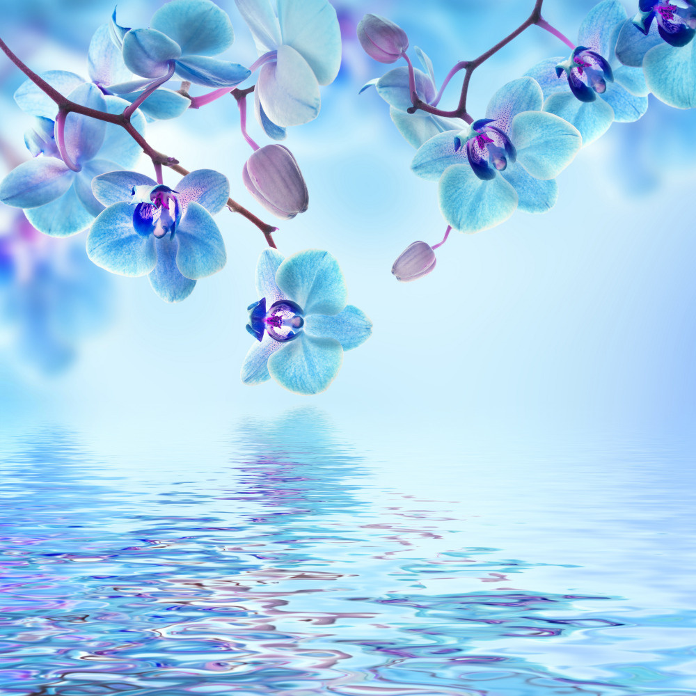 03 — цветы — растения — фрукты