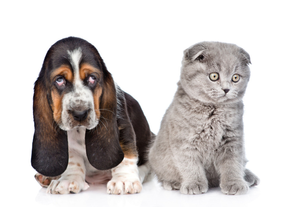 04 — животный и водный мир