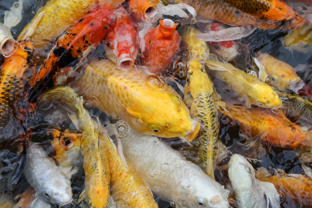 04 — животный и водный мир