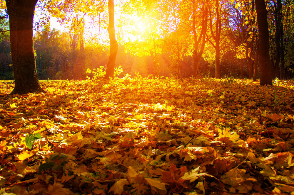 05 - природа и пейзажи