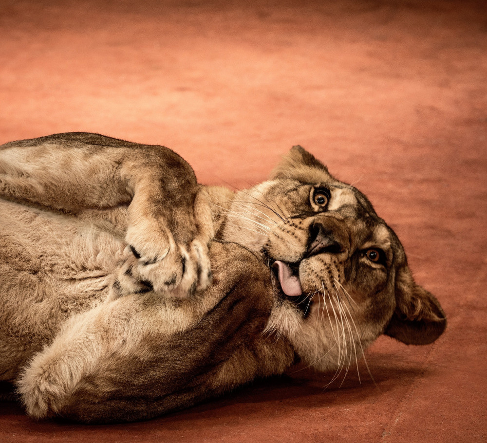 04 — животный и водный мир