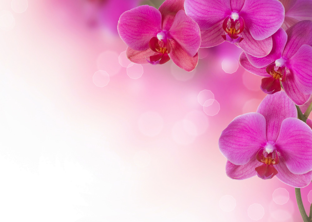 03 — цветы — растения — фрукты