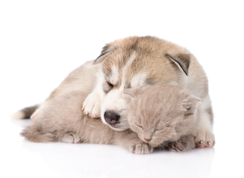 04 — животный и водный мир