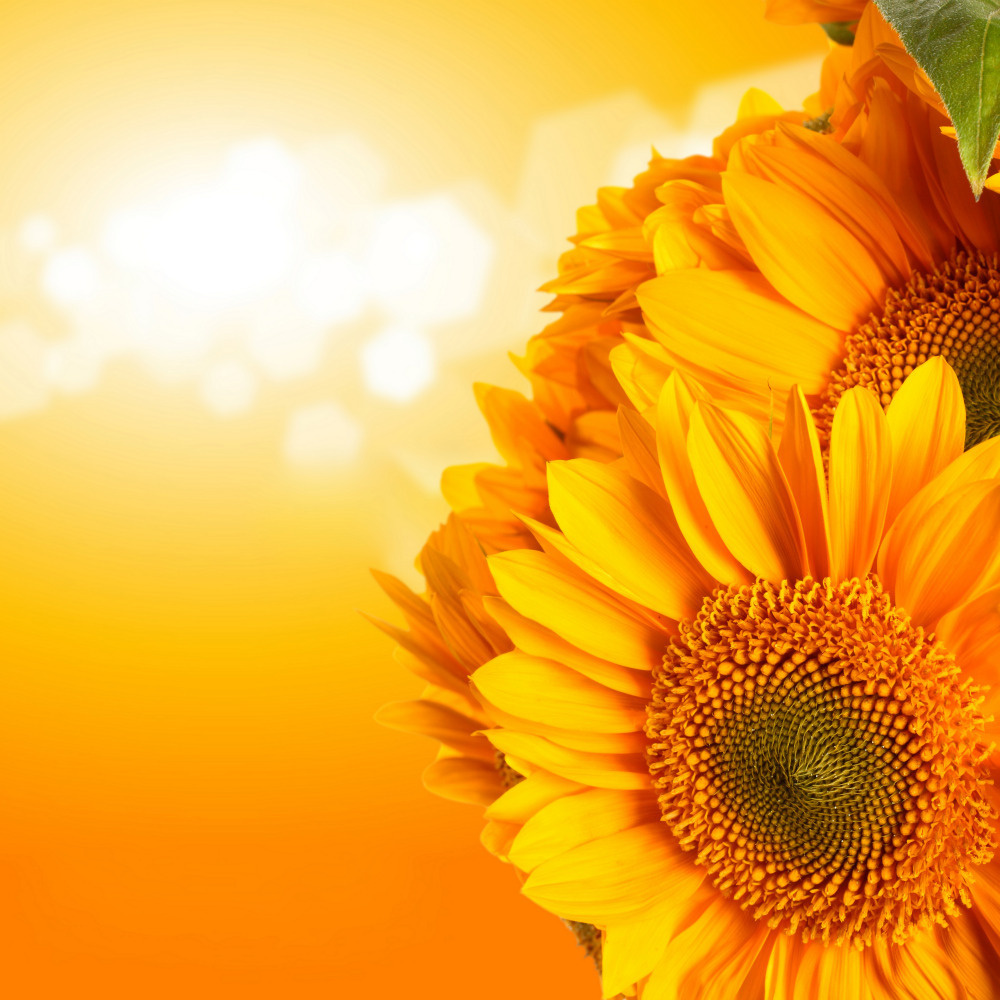 03 — цветы — растения — фрукты