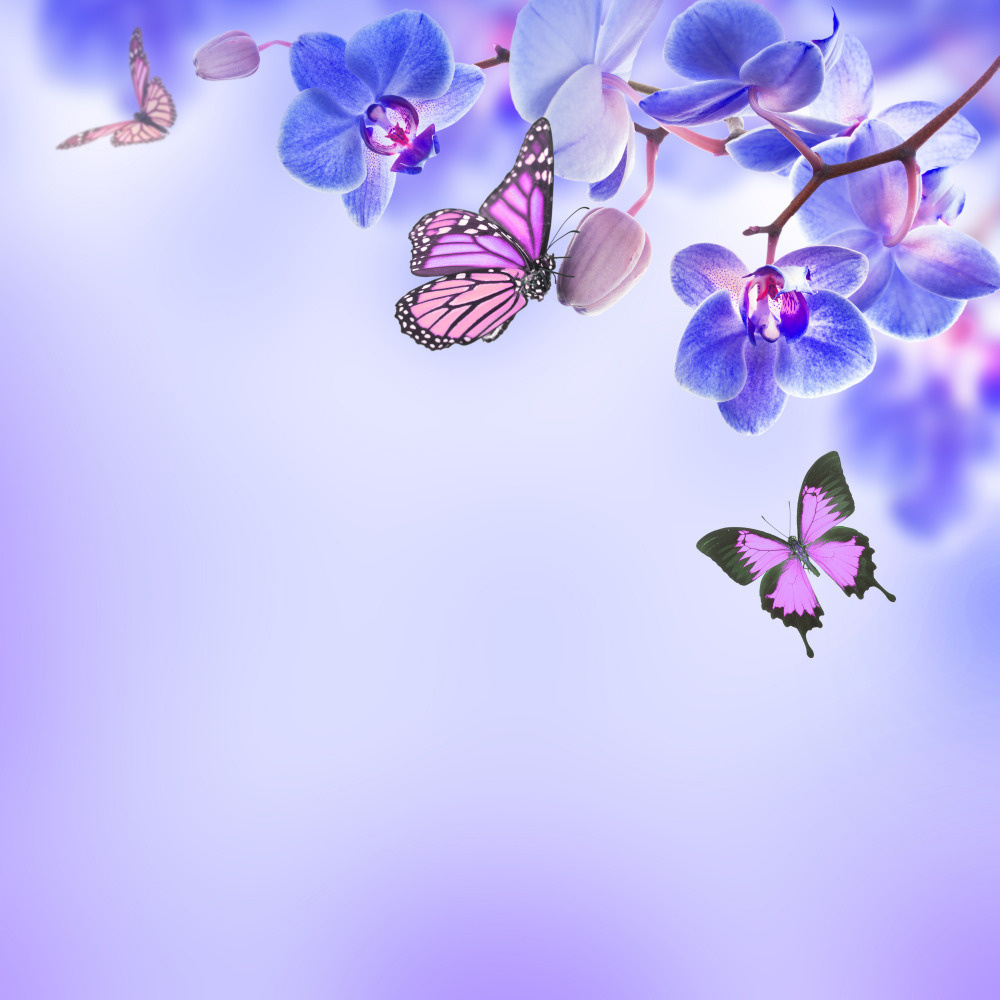 18 — бабочки