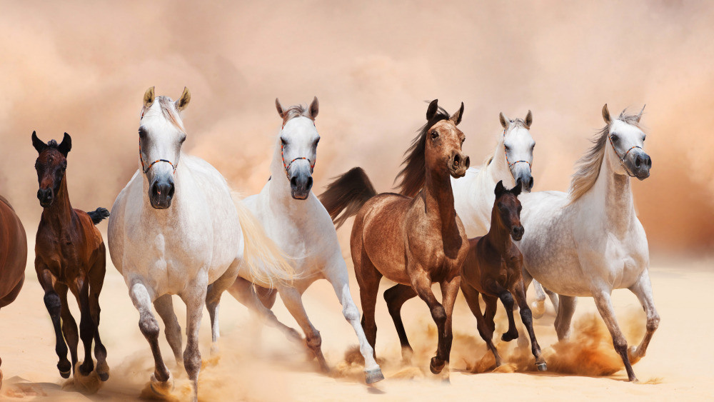 04 — животный и водный мир