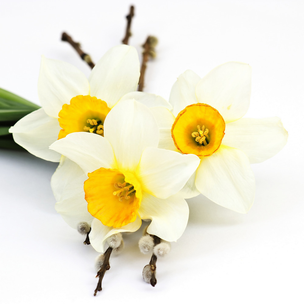 03 — цветы — растения — фрукты