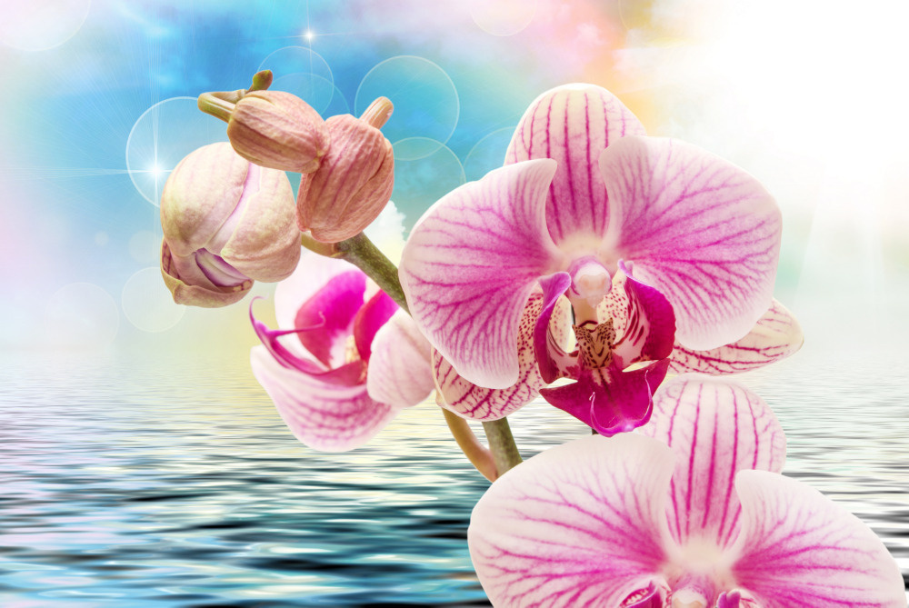 03 — цветы — растения — фрукты