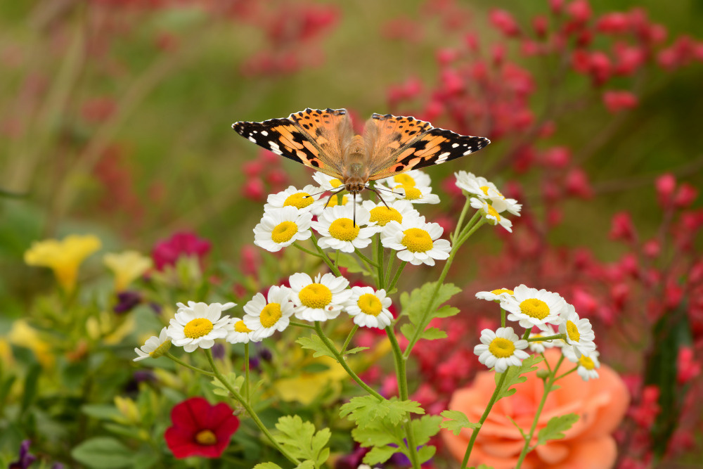 18 — бабочки