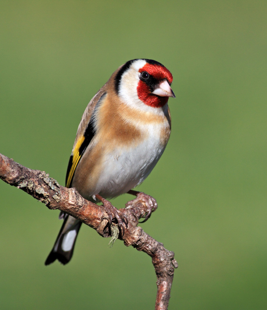 04 — животный и водный мир