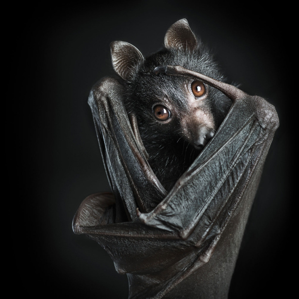 04 — животный и водный мир