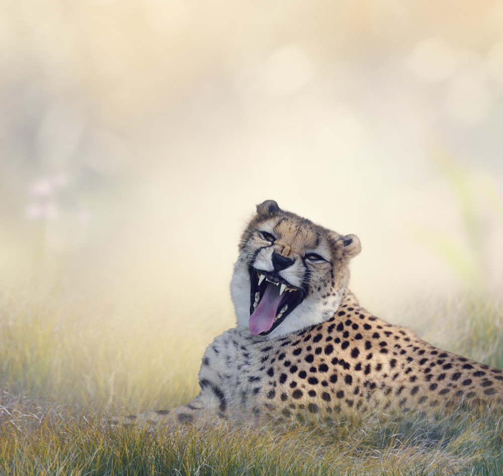 04 — животный и водный мир