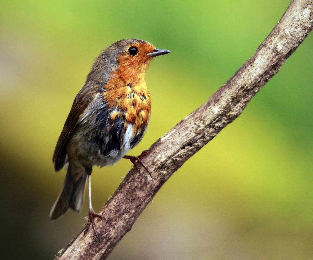 04 — животный и водный мир