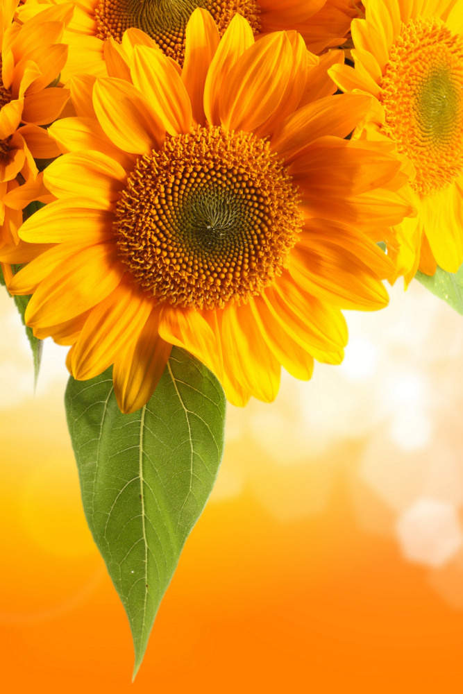 03 — цветы — растения — фрукты