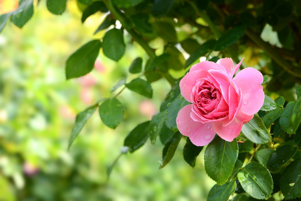 03 — цветы — растения — фрукты